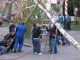 Maibaum 184